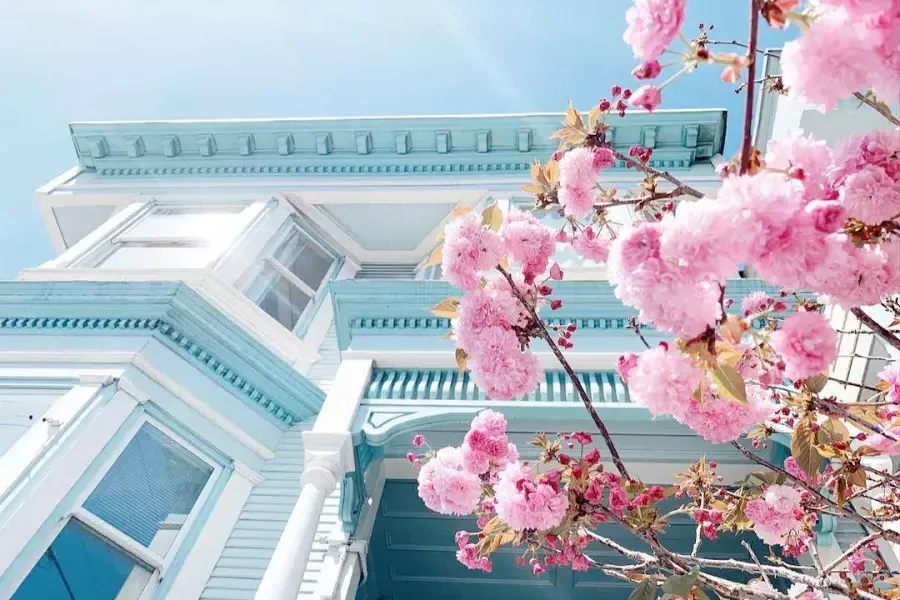 Cherry Blossoms in front of a victorian